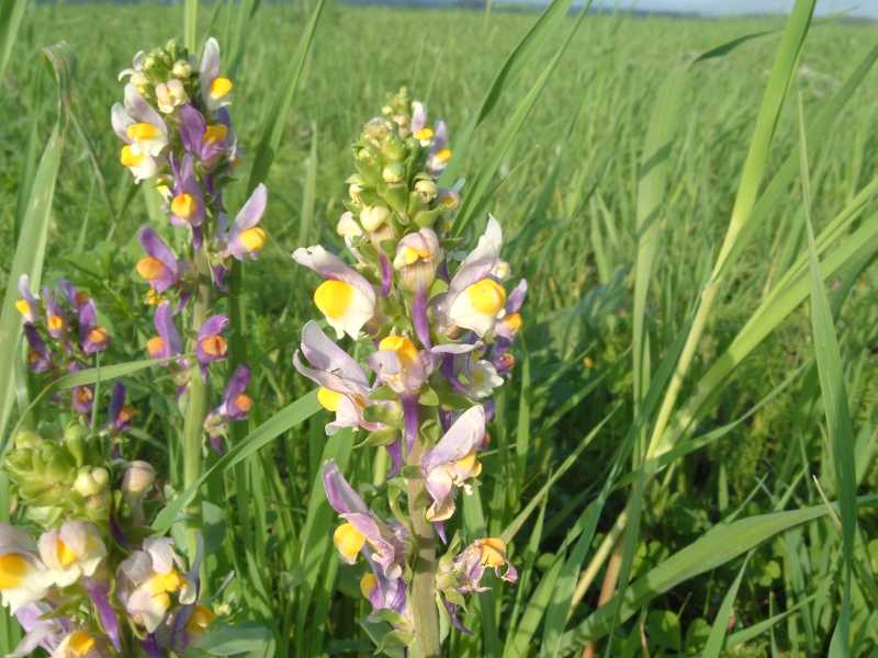 Linaria triphylla